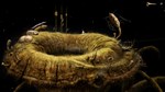 Samorost 3\Steam\Весь Мир + РФ\Ключ - изображение № 6
