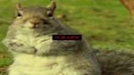 Squirrel Stapler  Стим ключ Global RU/CIS РФ СНГ - изображение № 3