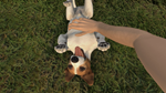 Pets Hotel Xbox Series X|S активация - изображение № 3