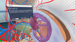  Human Anatomy VR для Pico VR - изображение № 7