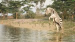 Animalia SurvivalSTEAM Россия️АВТОДОСТАВКА - изображение № 6