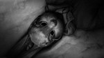 TINY BUNNY Soundtrack DLCSTEAM Россия️АВТОДОСТАВКА - изображение № 3