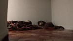 SupernaturalSTEAM РФ/СНГ/УКР/КЗ ️АВТО - изображение № 2