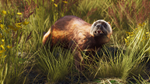 Way of the Hunter - Lintukoto Reserve DLCSTEAM - изображение № 8