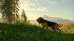 theHunter: Call of the Wild™ - Bloodhound DLCSTEAM - изображение № 5