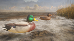 theHunter: Call of the Wild™ - Duck and Cover Pack DLC - изображение № 7