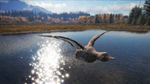 theHunter: Call of the Wild™ - Duck and Cover Pack DLC - изображение № 2