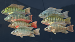 Ultimate Fishing Simulator - Kariba Dam DLCSTEAM - изображение № 6