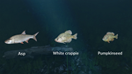Ultimate Fishing Simulator - New Fish Species DLC - изображение № 2