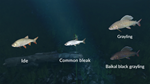 Ultimate Fishing Simulator - New Fish Species DLC - изображение № 4