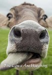 The Cows are watching(РУ/СНГ)Steam