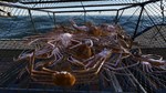 FISHING: NORTH ATLANTICXBOX ONE/X|SКЛЮЧ - изображение № 2