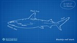 Ultimate Fishing Simulator - Thailand DLC * STEAM RU  - изображение № 4