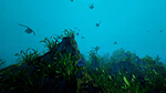 Ecosystem * STEAM РОССИЯ  АВТОДОСТАВКА 0% КАРТЫ - изображение № 7