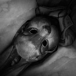 Tiny BunnyАВТО•STEAMВСЕ РЕГИОНЫ - изображение № 4