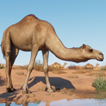 ????Planet Zoo Arid Animal Pack????АВТО•STEAMРФ/МИР - изображение № 2