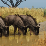 ????Planet Zoo Grasslands Animal Pack????АВТО РФ/МИР - изображение № 4