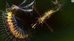 Sparkle 2 Evo КЛЮЧ STEAM РФ+СНГ - изображение № 10