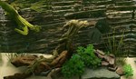 Biotope КЛЮЧ STEAM РФ+СНГ - изображение № 3