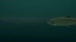 DLC Ultimate Fishing Simulator - Taupo Lake КЛЮЧ - изображение № 5