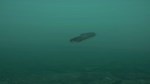 DLC Ultimate Fishing Simulator - Taupo Lake КЛЮЧ - изображение № 10