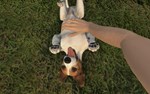 Pets Hotel КЛЮЧ STEAM ВСЕ СТРАНЫ - изображение № 9