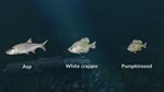 DLC Ultimate Fishing Simulator - New Fish Species КЛЮЧ� - изображение № 7