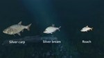 DLC Ultimate Fishing Simulator - New Fish Species КЛЮЧ� - изображение № 6