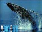 Советник MobyDick V2.6 NEW (480% за ноябрь по EURUSD)