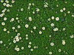 4304 фото для 3д пола Луговые цветы ромашки