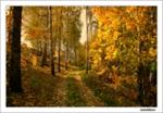 742 фото высокого разрешения Осенняя дорога в лесу
