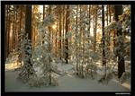 1332 фото высокого разрешения Зимняя сказка