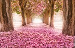 4631 фото цветущаяя аллея, весенний сад, фотобанк Bfoto