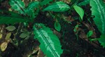 Empires of the Undergrowth (Steam Gift Россия)  - изображение № 8