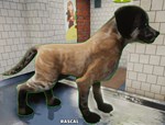 Animal Shelter (Steam Gift Россия)  - изображение № 5