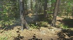 Bird (Steam Gift Россия)  - изображение № 6
