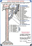 Древо Христианской Церкви_001(39х56см)