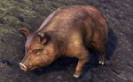 BRISTLEGUT PIGLET (PET) + 15 DAYS ESO PLUS + 750 CROWN