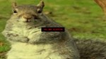 Squirrel Stapler  АВТОДОСТАВКА STEAM GIFT РОССИЯ - изображение № 6