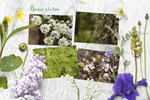 Spring Flower Props & Mockups - изображение № 4