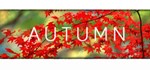 AutumnSteam\РФ+Весь Мир\Key⭐+ Карточки????