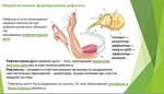 Презентация Условные и безусловные рефлексы - изображение № 2