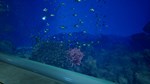 8月32日の水族館STEAM GIFT????АВТОДОСТАВКА???? - изображение № 6