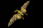 PRIMAL CARNAGE: EXTINCTION - ULTIMATE FLYER PACK DLC - изображение № 2