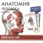 Анатомия человека. Миология. КАРТОЧКИ
