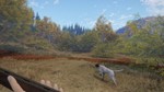 ️theHunter: Call of the Wild- German Shorthaired Point - изображение № 7