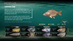 The Catch: Carp & Coarse Fishing (Steam key / Global) - изображение № 8