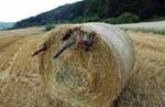 Акуитительно уголовное право для чайников