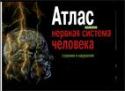 Атлас нервой системы человека Астапов В.М. 2004г.