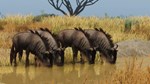 Planet Zoo Grasslands Animal Pack STEAMКЛЮЧРФ+МИР - изображение № 3